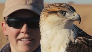 Ferruginous Hawk Falconry [upl. by Garlen]