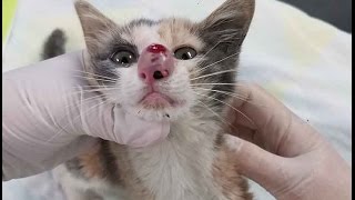 Cuterebra up a kittens nose [upl. by Dressler]