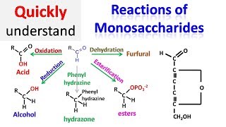 Reactions of monosaccharides [upl. by Hephzipa]