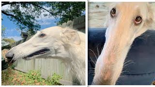 Borzoi Dog Meme Compilation Let Me do it for you [upl. by Forras]