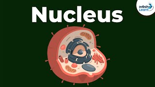 Nucleus  Cell  Infinity Learn [upl. by Kcirred]