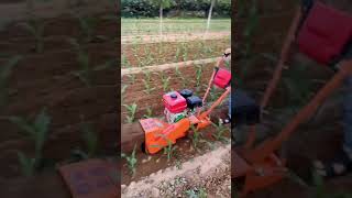 Gasoline 38cm wide Grass Weeder Mower for agriculture [upl. by Dolf581]