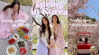 Spring in Korea 🌸 going to MUST VISIT cherry blossom spots in Seoul amp Busan  having a spring picnic [upl. by Annwahs]