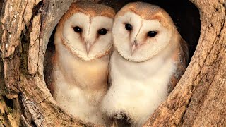 Barn Owl Pair Raise First Ever Chicks  Full Story  Willow amp Ghost  Robert E Fuller [upl. by Tlaw]