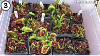 Carnivorous Plant Gets Hungry [upl. by Joli]