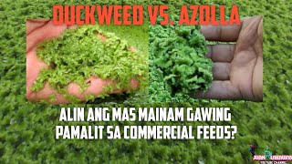 DUCKWEED VS AZOLLA  Alin Ang Mas Mainam Gawing Pamalit Sa Commercial Feeds Ng Mga Manok [upl. by Gobert]