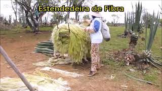 Trabalhador do Sisal funções que ele exerce para colher a folha do sisal Agave [upl. by Oetsira]