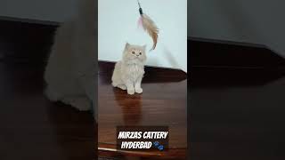 MIRZAS CATTERY HYDERBAD 🐾 kids kidssong song nurseryrhymes cats persiancat catcomedy comedy [upl. by Nosned919]