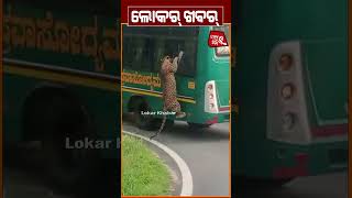 ବସ୍ ର ଝର୍କାକେ ଚଘିଗଲା ବାଘ୍ tiger viralvideo lokarkhabar [upl. by Akeemaj]