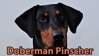 The Right Companion Doberman Pinscher [upl. by Louanna]