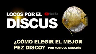 ¿CÓMO ELEGIR EL MEJOR PEZ DISCO [upl. by Lyrrehs]