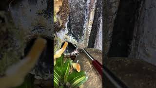 Snowflake dumpy slowmo feeding paludarium treefrog frog youtubeshorts [upl. by Anoirtac]