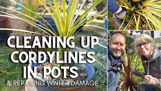 Cleaning up Cordylines in Pots 😃 [upl. by Kieryt123]