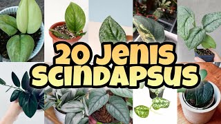 JENIS JENIS SCINDAPSUS DAN CIRINYA [upl. by Clerk]