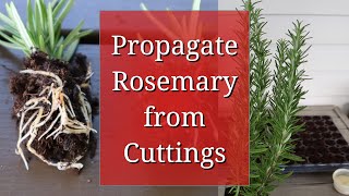 Propagate Rosemary from Cuttings [upl. by Perceval]