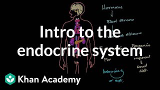 Intro to the endocrine system  Health amp Medicine  Khan Academy [upl. by Imray579]