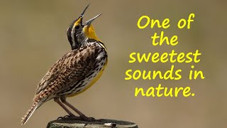 Singing Western Meadowlark [upl. by Harlie]