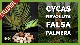 Bonsai Cycas Revoluta [upl. by Eecart]