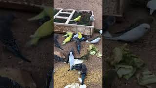 Parrot Talking  Smart And Funny Parrots Video  EP721 [upl. by Olsewski]