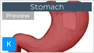 Stomach mucosa and muscle layers preview  Human Anatomy  Kenhub [upl. by Nylek]