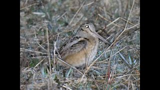 American Woodcock mating ritual [upl. by Ambrose]