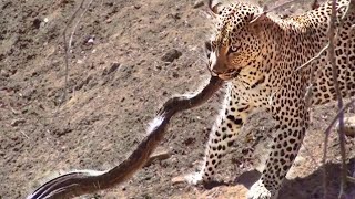 Leopard Attacks Python in Kruger [upl. by Goetz440]