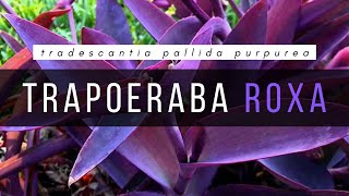 TRAPOERABA ROXA  COMO USAR NO JARDIM [upl. by Nodnalb665]