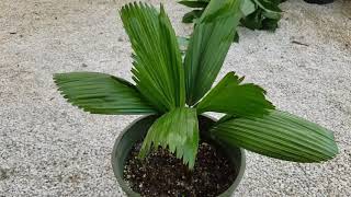 Licuala grandis  The Ruffled Fan Palm [upl. by Ainavi]