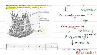 Diagrammatic sectional view of seminiferous tubule is given below Correctly identify [upl. by Evreh]