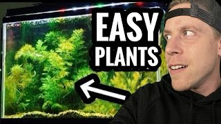 My Top 10 Easy Beginner Aquarium Plants [upl. by Boarer514]