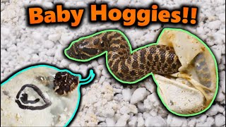 Really Cool Hognose Snakes Hatching [upl. by Firestone]