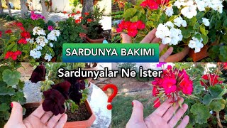 💯SARDUNYA BAKIMINA DAİR HERŞEY BU VİDEODA‼️🌹Sardunya nasıl çiçek açtırılır❓️sardunyaçiçekflowers [upl. by Koloski]