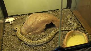 Mandy Rattlesnake Envenomates Mouse [upl. by Llerehs576]