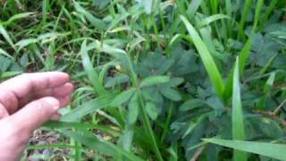 Mimosa pudica sensitive plant sleeping grass humble plant [upl. by Tull]