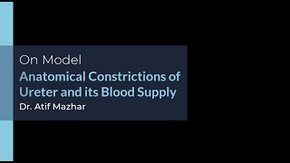 Anatomical Constrictions of Ureter and its Blood Supply on Model [upl. by Schreiber]