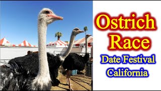 Funny Ostrich Race in Date Festival California [upl. by Jilleen747]