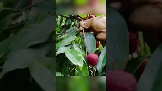 940yearold lychee tree yields over 1000kg of fruit in Fujian [upl. by Ragouzis742]