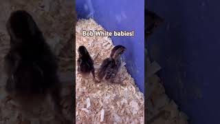 Newest edition BobWhite Chicks familyfun homestead [upl. by Nelyt]