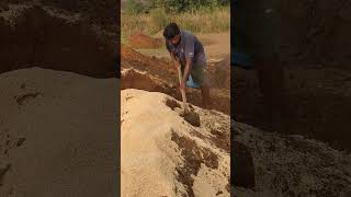 Mixing of rice husk with soil for strengthening of brickbrickmaking villagelife shorts [upl. by Ameh]