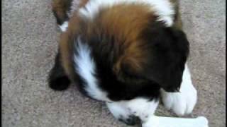 Saint Bernard from Puppy to Adult [upl. by Olivero]