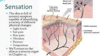 Integumentary System  Part 2 [upl. by Dysart308]