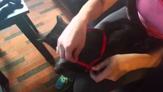 How to put on a cat harness [upl. by Ettennor462]