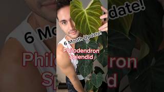 The Power of a MOSS POLE philodendron Splendid 6 month Update shorts mosspole [upl. by Carry]