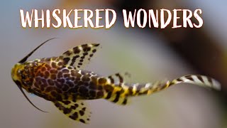 Catfish Chronicles 13 Whiskered Wonders for Your Aquarium [upl. by Epner]