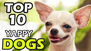 TOP 10 YAPPY DOG BREEDS [upl. by Tawnya]