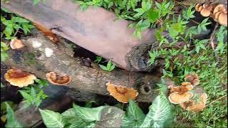 Mixed colony of GanodermaLenzites Trametes decomposing basidiomycetes [upl. by Nicram]