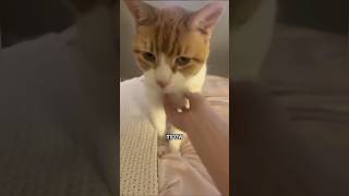 Funny animal videos I found on Instagram and Tiktok shorts funnyanimals cat funnypets funny [upl. by Corkhill]