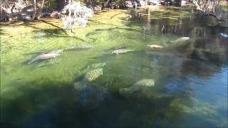 Manatees Big Splash [upl. by Cj]