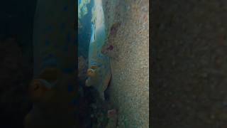 blue spotted stingray found in Australia 🪼🌊💕 stingray stingrays cuteanimals [upl. by Eastman255]