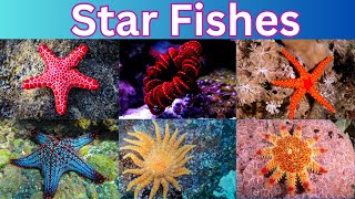 Starfish  60 Starfish Names  The Sea Star [upl. by Stuart489]